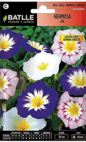 Semi di Fiori – Bel Giorno variegato – Batlle