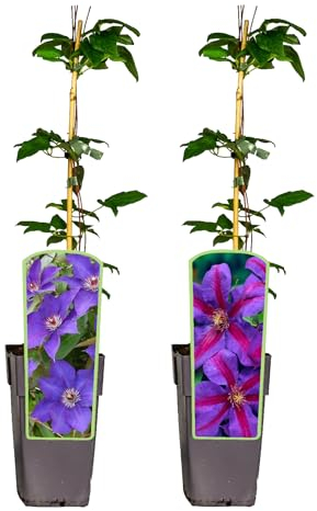 4er Sortiment | Clematis | Miss Bateman, Mrs. Nelly Thompson, Rouge Cardinal, Jackmanii | Waldrebe | Rot Weiß Purpurviolett Violett | mehrjährig | winterhart | 30-50cm | Kletterpflanze | Blühend