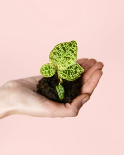 PUR PLANT Jewel Orchid Macodes Petola Mini | Orquídea Joya Planta Natural de Interior Pet Friendly | Hojas con Venas Doradas Decorativas | Maceta de Ø6 cm