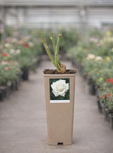 Rosal Natural en Maceta – Planta de Rosa Viva para Jardín, Terraza y Exterior – Floración Abundante y Decorativa (Blanco)
