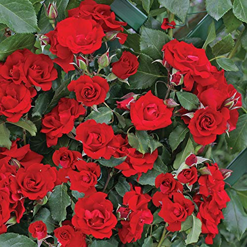 Roter Korsar®, rosa rampicante in vaso di Rose Barni®, pianta rifiorente Treillage®, altezza raggiunta fino a 3,5 metri, rifiorente e resistente con fiori a mazzetto di colore rosso sangue, Cod.20080