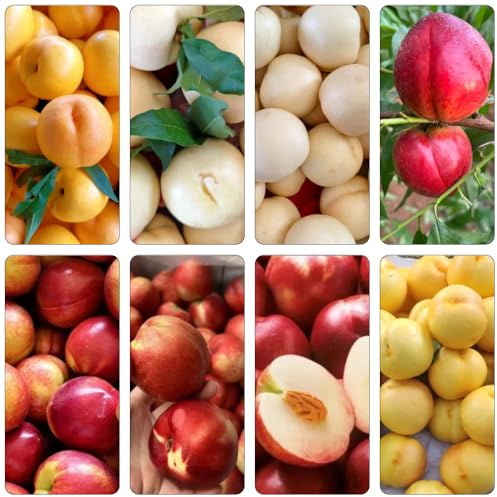Nektarinenbaum baumsamen säulenobst obstpflanzen pflanzensamen balkon garten wildkräuter hochbeet balkon dekopflanzen topfpflanzen winterharte kübelpflanzen kräutersamen obstbäume 15samen