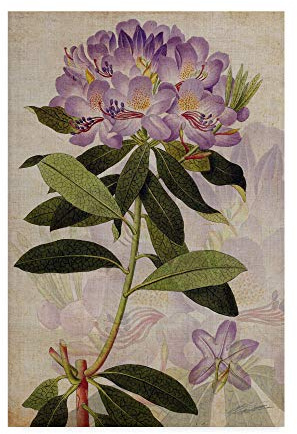 Trademark Fine Art Rhododendron Ii by John Butler, 22x32-Inch