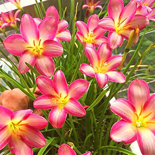 Lampadine a giglio di pioggia Hardy s Quattro Stagioni Piantare Balcone Splendide Bulbs-20 Lampadine:Graines