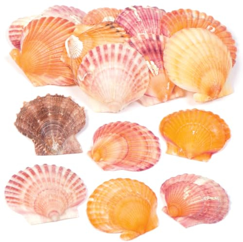 Baker Ross AV168 Mini Scallop Craft Shells - Pack of 250g, 3.5cm-7.5cm, Assorted Shells, Craft Materials, Natural Decorations