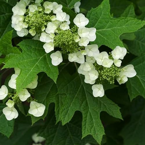 Hydrangea Quercifolia- Hortensia à feuilles de chêne 30-40 cm en conteneur