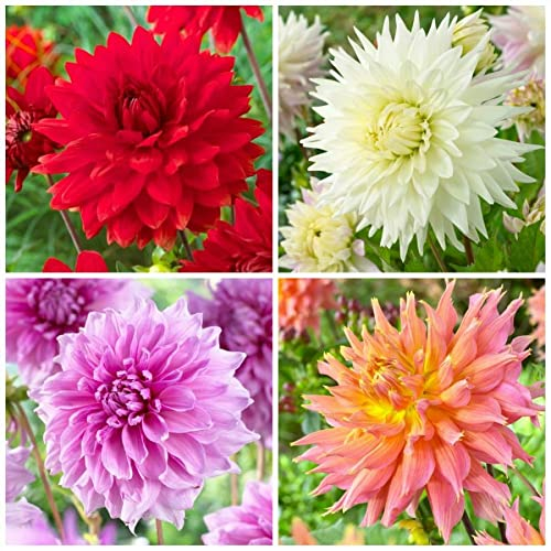Dahlia Tubers-Splendid Dream Floral Fragrancey High Survival Rate Wedding DEA Pop Plant-8 Bulbs,A
