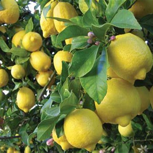 Winterharte Zitruspflanzen für den deutschen Garten,Zitronenbaum-Wurzelstock - blumenzwiebeln mehrjährig winterhart-2 Wurzelstock