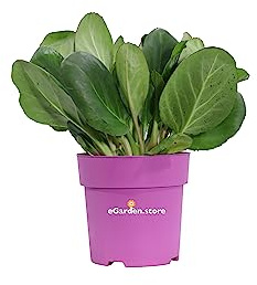 Pianta di Bergenia Cordifolia Shoeshine pianta da esterno pianta tappezzante pianta da fiore rosa pianta ornamentale di Bergenia pianta vera venduta da eGarden.store