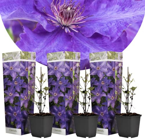 Plant in a Box - Clematis 'The President' - 3er Set - Kletterpflanze mit leuchtend lila Blüten - Winterharte - Topf 9cm - Höhe 25-40cm