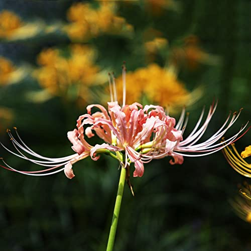 3 Stück blutblume lycoris radiata zwiebel spinnenlilien zwiebeln winterhart mehrjährig - Seltene Pflanzen serie - plants blumen garten blumenzwiebeln mehrjährig winterhart