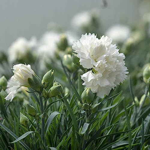 550 Stücke Nelken Samen Mehrjährig, Nelken Samen Balkon, (Dianthus Caryophyllus) Alte Sorten Saatgut, Bio Samen Nelken Samen Winterhart Mehrjährig, Gartendeko Für Draußen, Balkonblumen,