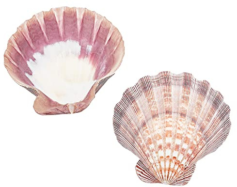 PandaHall 2 Conchas Grandes de Vieira con Patas de León, 5.2~5.4 Pulgadas Conchas Marinas Cuentas de Concha Natural Sin Perforar Conchas de Vieira para Mar Playa Manualidades Decoración del Hogar