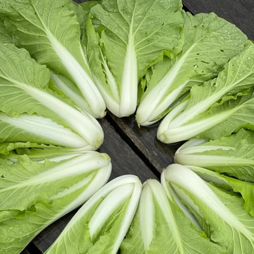 semi di pak choi in vaso Senape cinese - resistenti, longeve rara decorazione giardino sul balcone orticole con interna roccioso 200pcs
