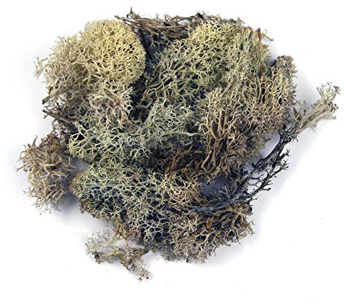 Rayher 8503231 Islandmossa, natur, förpackning 100 g, äkta naturmossa (Island), konserverad, ren, för pyssel, dekorativ mossa till påsk, jul, för modellbygge