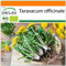 SAFLAX - Ecológico - Diente de león - 400 semillas - Taraxacum officinale