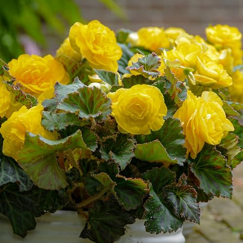 Bégonia Double Jaune, 5 bulbes de bégonia de Hollande, Véritable plante de bégonia en pot (pas de graines et pas artificiel), vivace pour pots et balcons, pas rustique.