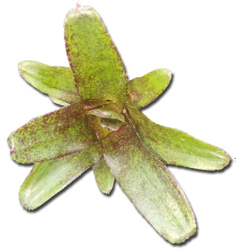 Bromeliengewächs, Neoregelia atlantis, ungetopft