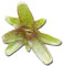 Bromeliengewächs, Neoregelia atlantis, ungetopft