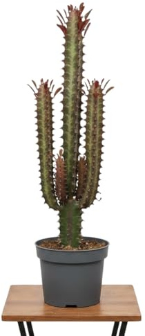 Cactus Catedral Rojo 25 cm DECOALIVE Euphorbia Trigona Rubra en Maceta 12 cm, Ideal para Mesa Auxiliar