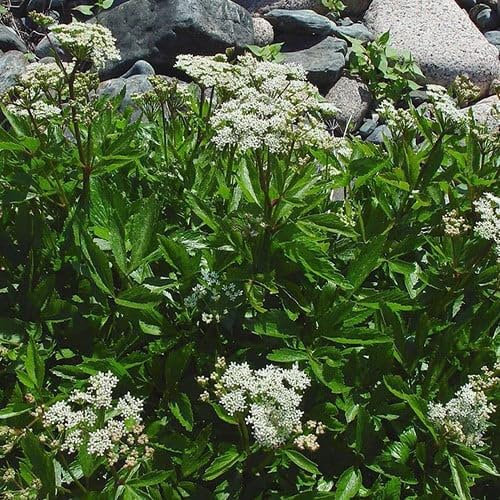 Plant World Seeds - Ligusticum Scoticum Seeds (Perennial Flower Seeds)