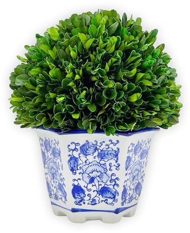 Galt International Boj Natural preservado en Maceta de cerámica, Centro de Mesa y Plantas, Impresionante vegetación y decoración de Plantas para el hogar, Azul y Blanco, 9.5 Pulgadas de Alto