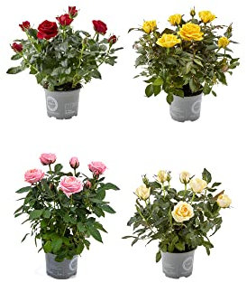 DECOALIVE - Set 4 Rosales - Flores de Colores - Plantas Naturales