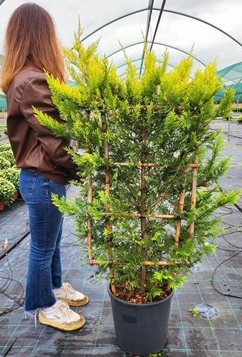 POWERS TO FLOWERS - CUPRESSOCYPARIS LEYLANDII GOLD RIDER SPALLIERA, 2 PIANTE, CIPRESSO, CONIFERA, piante vere