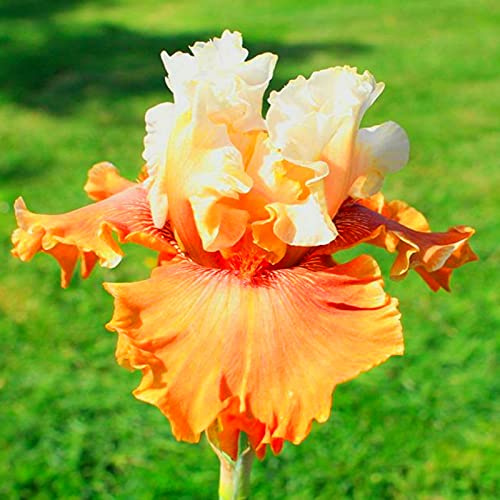 Naturales Bulbos, Iris Reticulata, Iris Bulbos, Cultivos De Colores Brillantes, Germanica Bulbos, PlantacióN Principiante Resistente Al FríO, 8bulbos-A