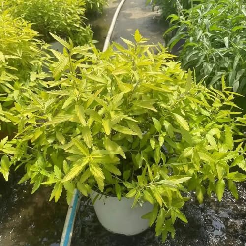 semillas resistentes de barba, al aire libre de barba, crecimiento de jardín, exóticas resistentes 100pcs