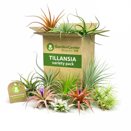 Garden Center Shop | Pack Tillandsias Naturales | Plantas Aéreas Sin Tierra | Set Variado Decorativo | Fácil Cuidado | Ideal Interior y Regalo (10)