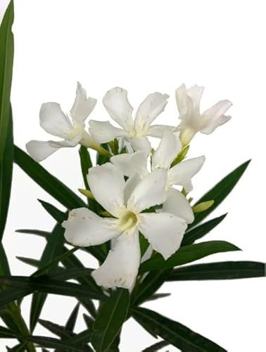 Nerium Oleander Natural - Adelfa Blanca - Árbol de Exterior
