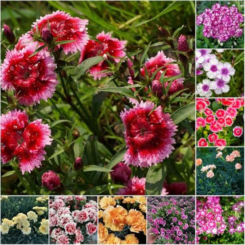 semillas de clavel perenne resistente - semillas de para decoración jardín - Serie Raras cubierta resistente sweet williams claveles jardín 1000pcs