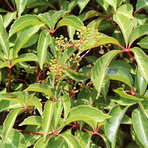3x Vite del Canada 'Veitchii' 50–60 cm Vaso – Parthenocissus tricuspidata 'Veitchii' – Rampicante con colore autunnale rosso