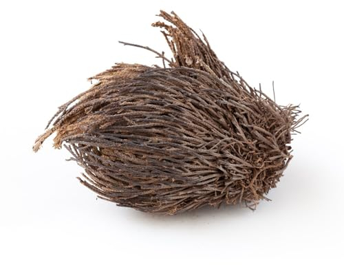 2 pcs rose von jericho zwiebeln-Selaginella tamariscina， grünpflanzen，pflanztöpfe blumenzwiebeln mehrjährig winterhart gewächshaus balkon，bodendecker winterhart hochbeete für garten，kübelpflanzen