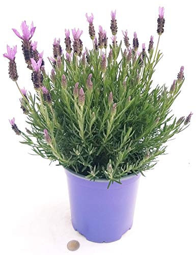POWERS TO FLOWERS - LAVANDA STOECHAS XXL, vaso 18cm, pianta vera