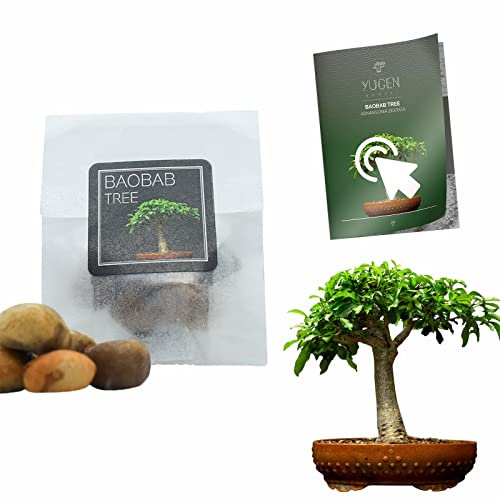 10 Baobab Tree Bonsai Seeds | Adansonia Digitata | Growing Guide | Grow Your Own Bonsai Tree | Bonsai Beginners and Enthusiasts