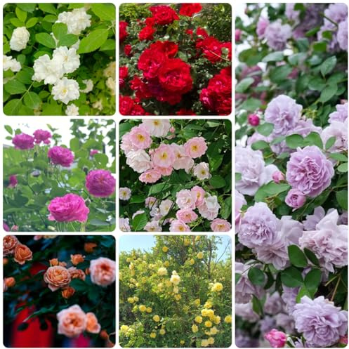 semillas de rosal trepador - arbustos resistentes, resistentes al aire libre Rosales trepadores - rosas trepadoras - jardín, lianas, decoración, 200pcs
