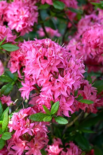 Rhododendron luteum 'Homebush' 125-150 cm - Rhododendron, rosa Blüten, Blütezeit Mai-Juni, ideal für Rabatten, bienenfreundlich, winterhart