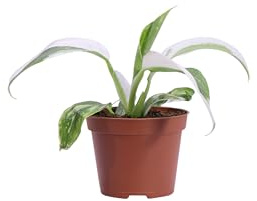 Pianta di Philodendron White Princess Pianta di Filodendro pianta da interno pianta ornamentale di Flodendro variegata bianca pianta vera venduta da eGarden.store (Vaso 6 cm)