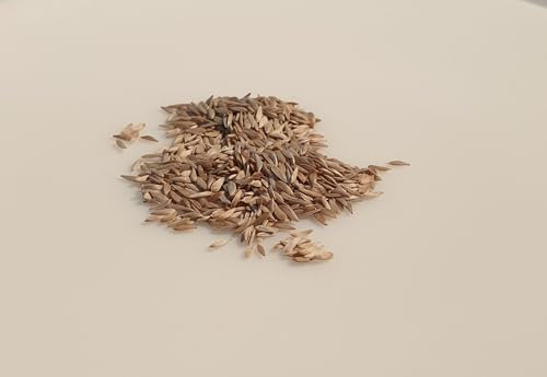 500 Graines à semer - Le Grenier d'Abondance - LAITUE POMMEE de Printemps et d'été - Gotte Jaune d'Or