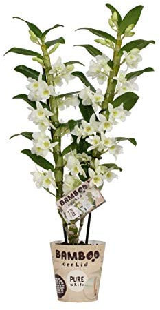Dendrobium Nobile Blanco Orquídea Natural de Floración Larga