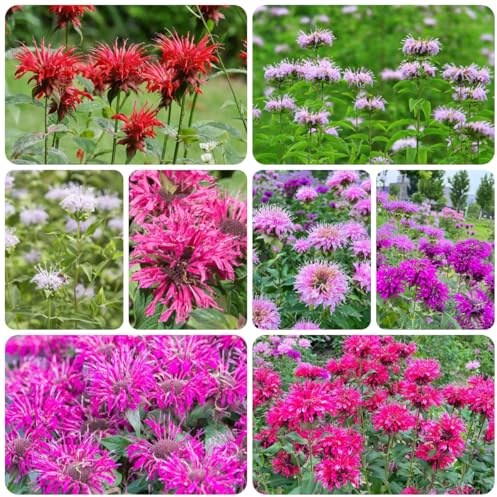 Semillas resistentes de ortiga india - orgánicas de jardín de melisa para balcón, para exterior, 200pcs