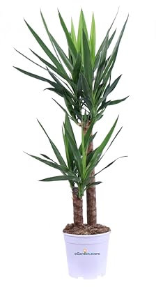 eGarden.store - Pianta vera di Yucca Elephantipes da coltivare da interno ideale per arredare casa ed ufficio (Vaso 20 cm)