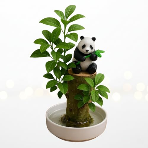Lucky Money Desktop Tree with Water Tray and Panda Figurine - Living Valentine's Gift Lucky Willow Wood - Desk, Counter Top or Window - Brings Luck and Joy to Your Office or Home
