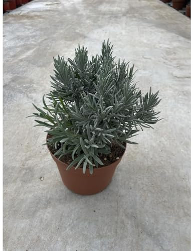 Plante lavande Angustifolia, pot 14 cm, hauteur 20/25 cm