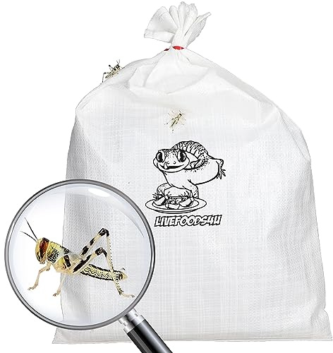 Livefoods4u Live Locusts Large x 50 (2-3.5cm) Reptile and Lizard Livefood Bulk Bag | Locusts Live Food