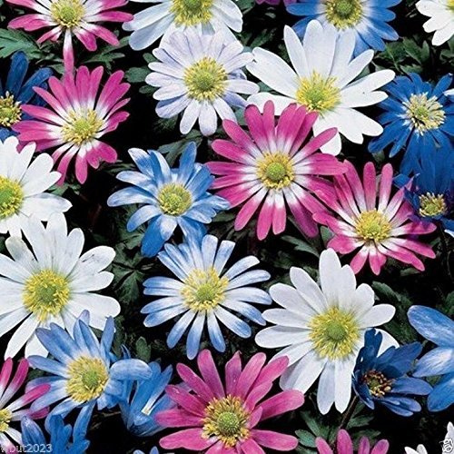 50 Anemone Bulb - Blanda Mixed Blanda, Size 6/7, Now Shipping !