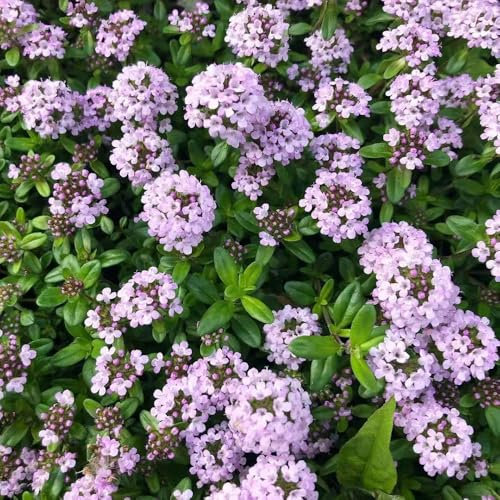 sandthymian samen, bodendecker winterhart mehrjährig blumensamen, topfpflanzen Thymiansamen sommerblumen pflanzen für sonnige plätze Zierblumen, pflanzensamen balkon pflanze 1500pcs