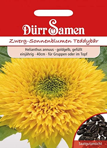 Dürr-Samen - Sonnenblume Teddybär goldorange gefüllt einjährig 40 cm Saatgut